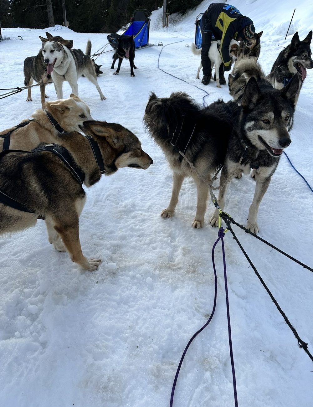 Husky sledding, an outdoor education activity in the Three Valleys